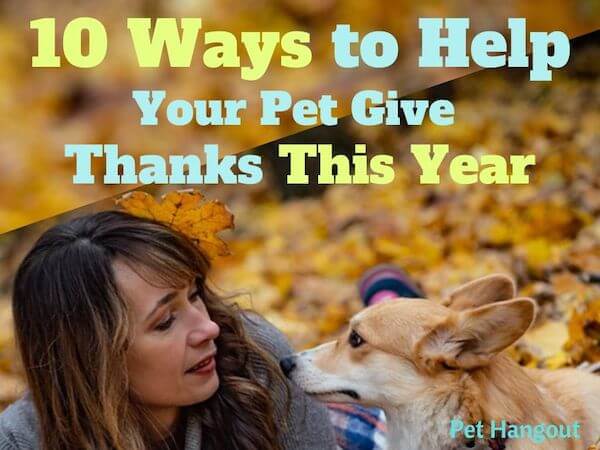 10 Ways to Help Your Pet Give Thanks This Year